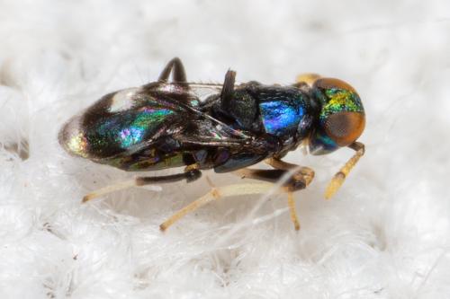Habrolepis sp.